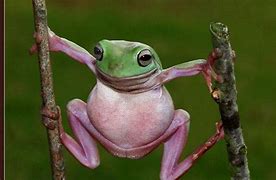 Image result for Frogs Being Funny