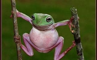 Image result for Funny Frog IRL
