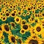 Image result for Vintage Sunflower iPhone Wallpaper