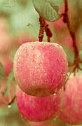 Image result for Fuji Apple Fruit