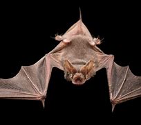Image result for Bats with Tails