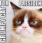Image result for Grumpy Old Cat