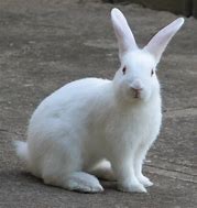 Image result for rabbit