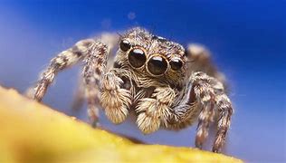 Image result for What's the Biggest Spider in the World