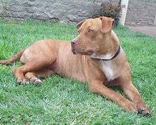 Image result for Pit Bull Type Dogs