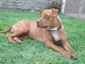 Image result for Pictures of American Pit Bull Terrier