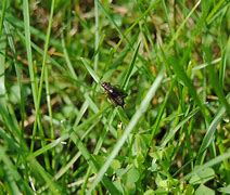 Image result for Cricket Grass