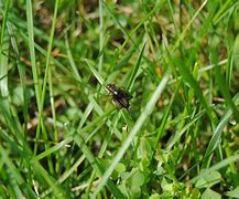 Image result for Cricket Animal Poisonous