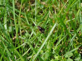 Image result for Cricket Insect