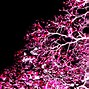Image result for Bright Fluorescent Pink