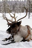 Image result for reindeer