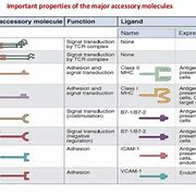 Image result for Accessory Molecule