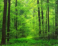 Image result for Kinds of Trees with Pictures