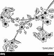 Image result for Sakura Black and White