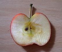 Image result for How About Dem Apple's