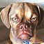 Image result for Funny Dog Expressions