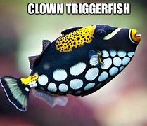 Image result for Triggerfish Meme