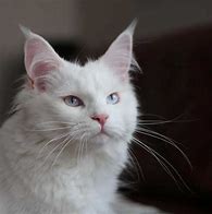 Image result for Fully White Cat