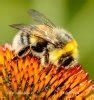Image result for Albino Bumblebee