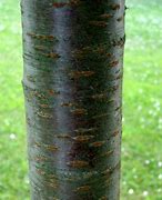 Image result for Cherry Tree Trunk