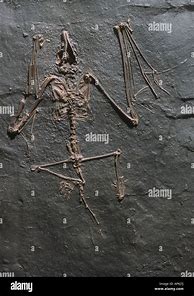 Image result for Prehistoric Bats