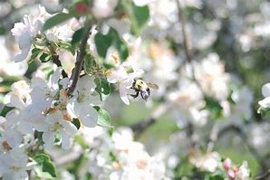 Image result for Osmia Lignaria Pollination On Apple
