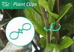 Image result for Plant Clips to String