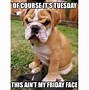 Image result for Tuesday Animals
