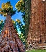 Image result for Thi Biggest Tree in the World
