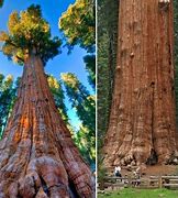 Image result for Biggest Tree in the World From Space