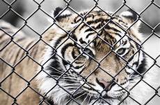 tigre in gabbia image libre animal gros chat tigre sauvage cage tigre in gabbia image libre animal gros chat tigre sauvage cage