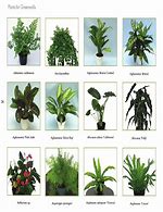 Image result for Rainforest Plants List