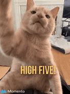 Image result for Animal High Five Meme