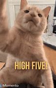 Image result for High Five Cat Meme