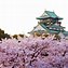 Image result for Harvest Hill Osaka Cherry Blossom