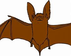 Image result for Bat Coloring Book