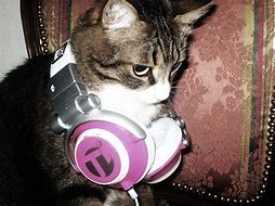 Image result for Headphone Cat Meme