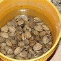 Image result for Steamer Clams Recipes