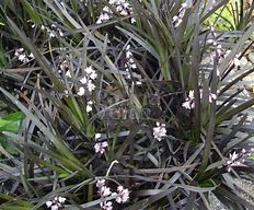 Image result for Ophiopogon plan. Niger