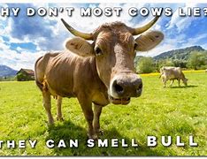 Image result for Moss Cow Meme