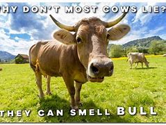 Image result for Grass Cow Meme