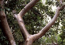 Image result for Bursera Simaruba