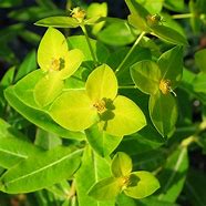 Image result for Euphorbia wallichii