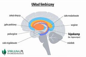 Image result for co_to_za_zapalenie_układu_limbicznego