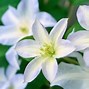 Image result for Fertilizer for Clematis Vine