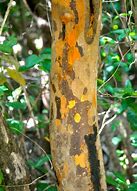 Image result for Poisonwood Tree