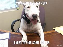 Image result for Walter Dog Meme with Nails