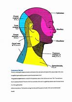 Image result for Human Neck Anatomy