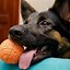 Image result for German Shepherd Nose