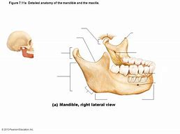 Image result for Skeleton Jaw